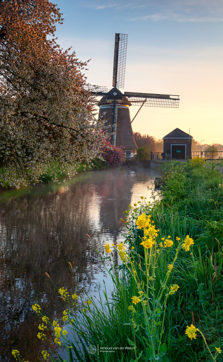 Springtime Dream