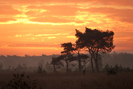 Kalmthoutse Heide, de natuur ontwaakt