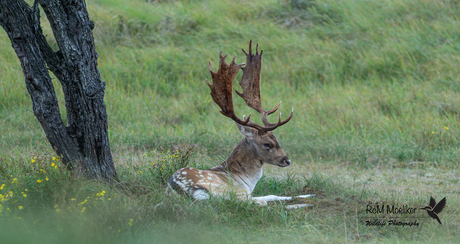 Het damhert.
