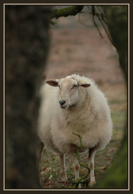 natuurlijk doorkijkje