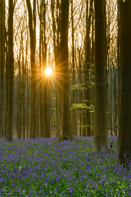 Hallerbos8