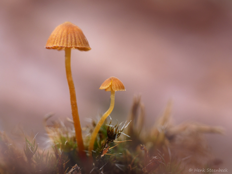 Teer paddenstoelen duo