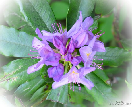 Pontische rododendron