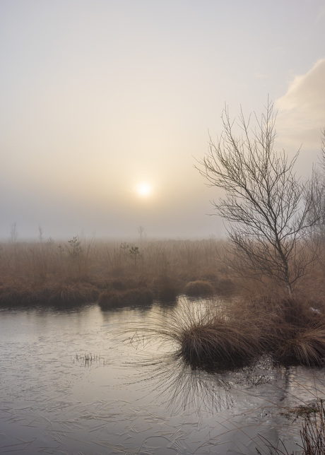Mist