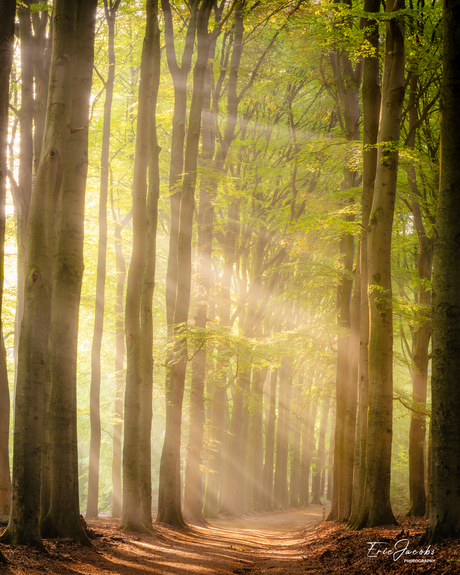 De lente zonnestralen