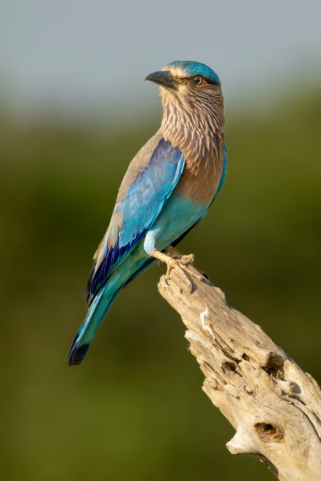 Indische Scharrelaar