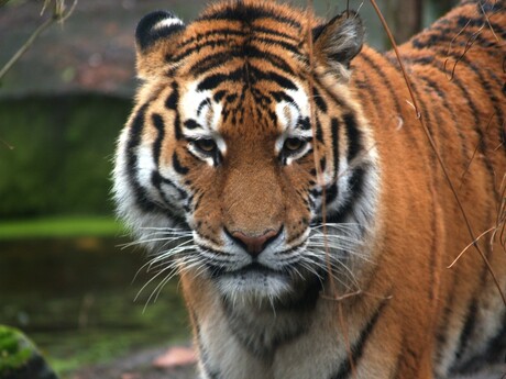 Yardan, de Siberische tijger in Emmen