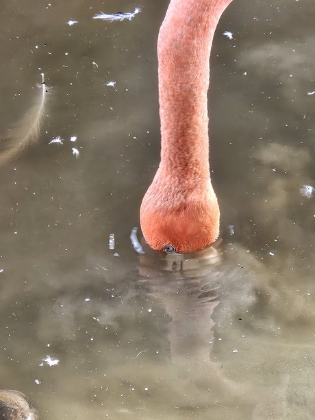 Kop in het ..... water steken