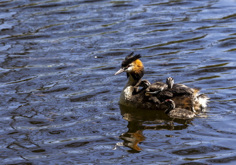Tussen moeders vleugels 1