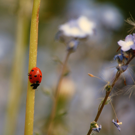 Het is lente!