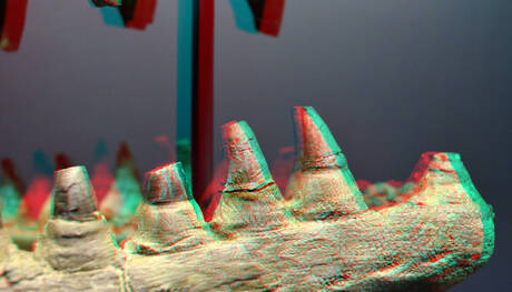 Onderkaak Mosasaurus Naturalis-Leiden 3D