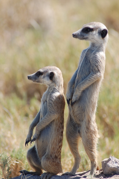 Meerkats