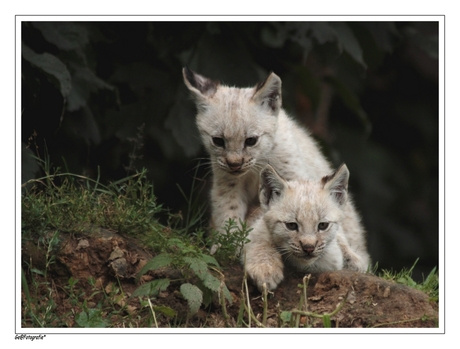 Lynx Twins *