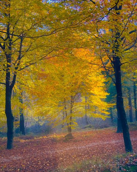 Herfst in Amerongse bos