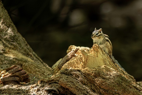 Siberische grond eekhoorn 