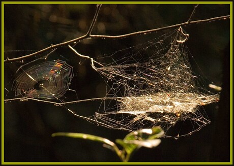 Gouden web