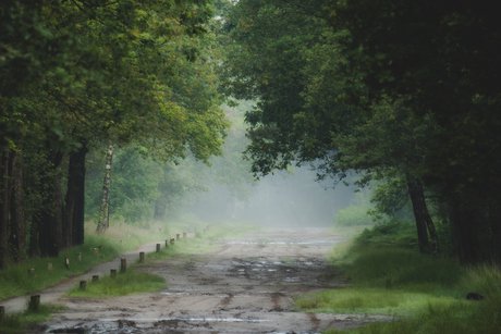 Mist in het bos