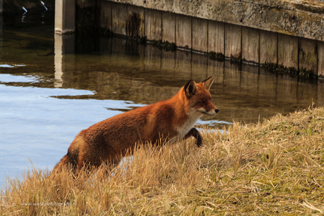 't water was toch nog een beetje koud . . .