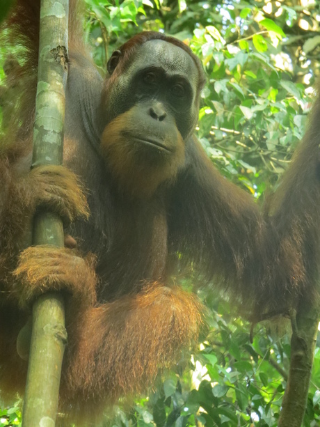 orang oetan sumatra