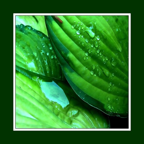 Hosta