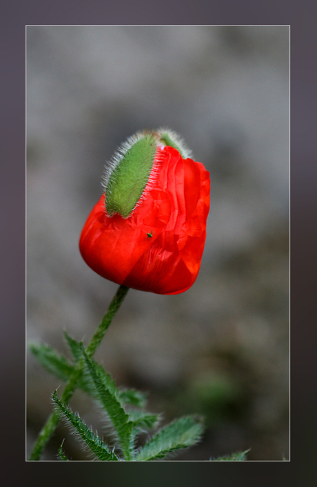 hoedje op papaver...