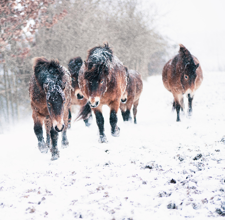 Exmoor kudde in sneeuwstorm