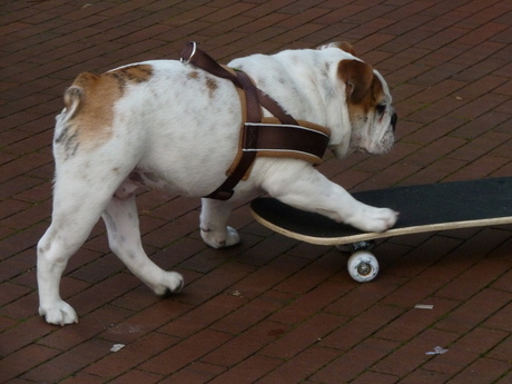 Skatende Buldog