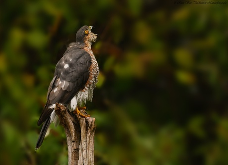 Wagenwijd open    { Sperwer }