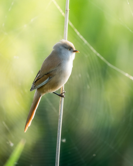 Baarmannetje (vrouw)