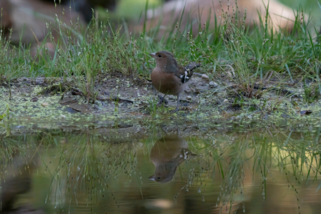 Vink