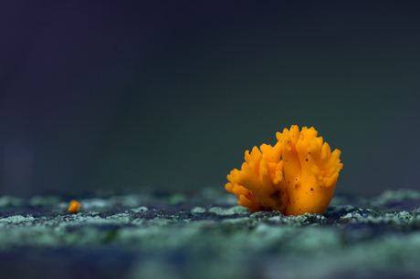 Ramaria - koraalzwammetje