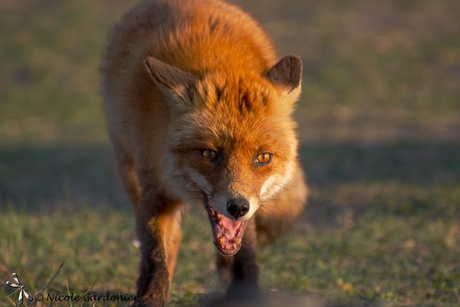 Angry fox