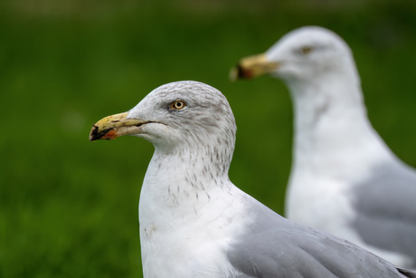 Zilvermeeuw