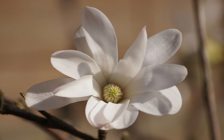 Japanse Ster Magnolia