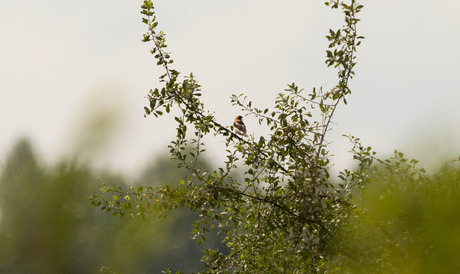 Roodkopklauwier