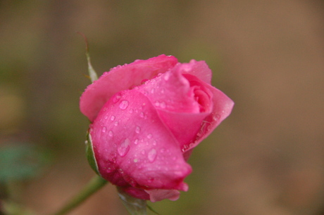 Roos in de regen