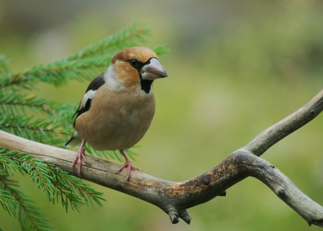 appelvink