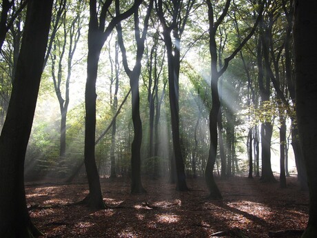 Herfstbos