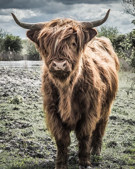 Schotse Hooglander