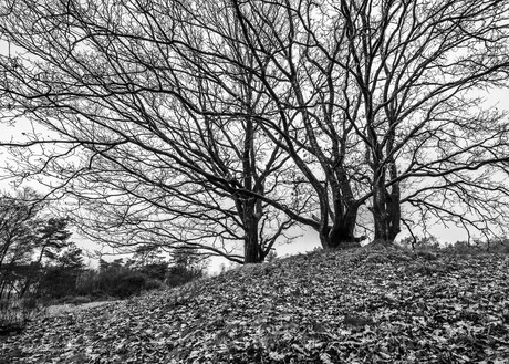 Het Web van de Winter.