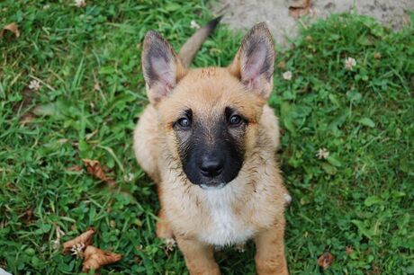 Kyra als pup aan het spelen