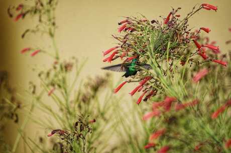 Blue-tailed Emerald, Hummingbird