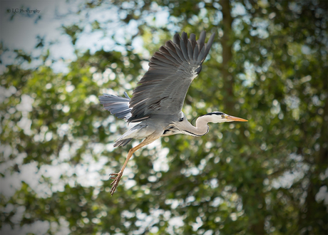 Wind beneath my wings