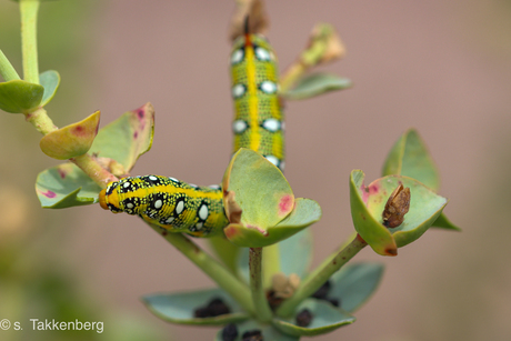 Rups van de wolfsmelkpijlstaart 