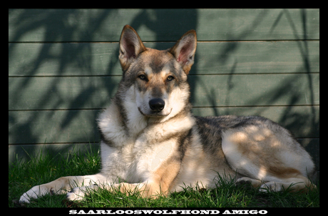 saarlooswolfhond