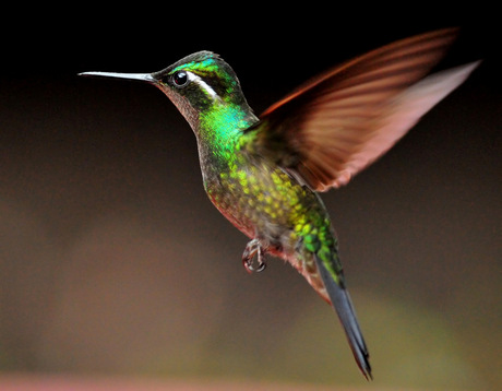 Magnificent Humminbird