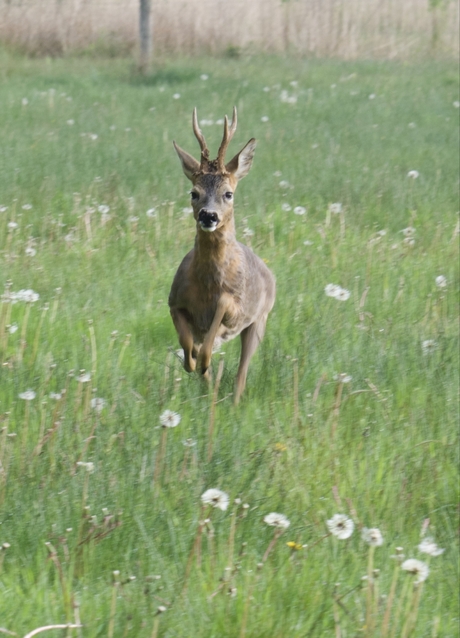 Bok