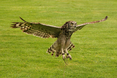 Roofvogelshow in Engeland