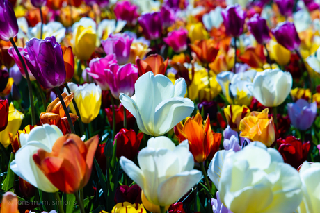 Keukenhof tulpen