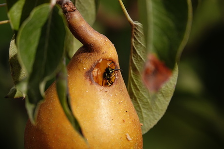 Bezoeker in de stoofpeertjes